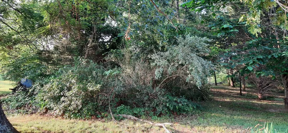 Local yard cleanup service for beautiful yards in Monticello, KY by Brushwackers