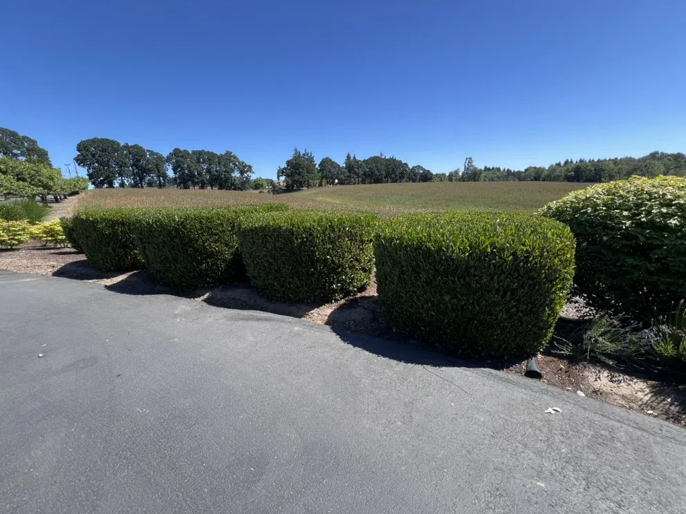 Custom landscaping services in Albany, OR by Brute Landscape