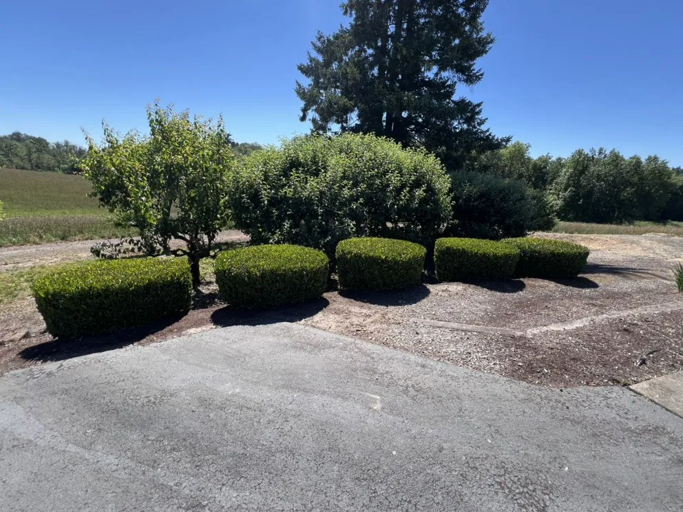 Affordable landscape design in Albany, OR by Brute Landscape