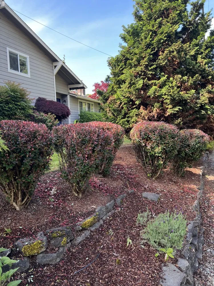 Top-rated yard cleanup service for homes in Albany, OR by Brute Landscape