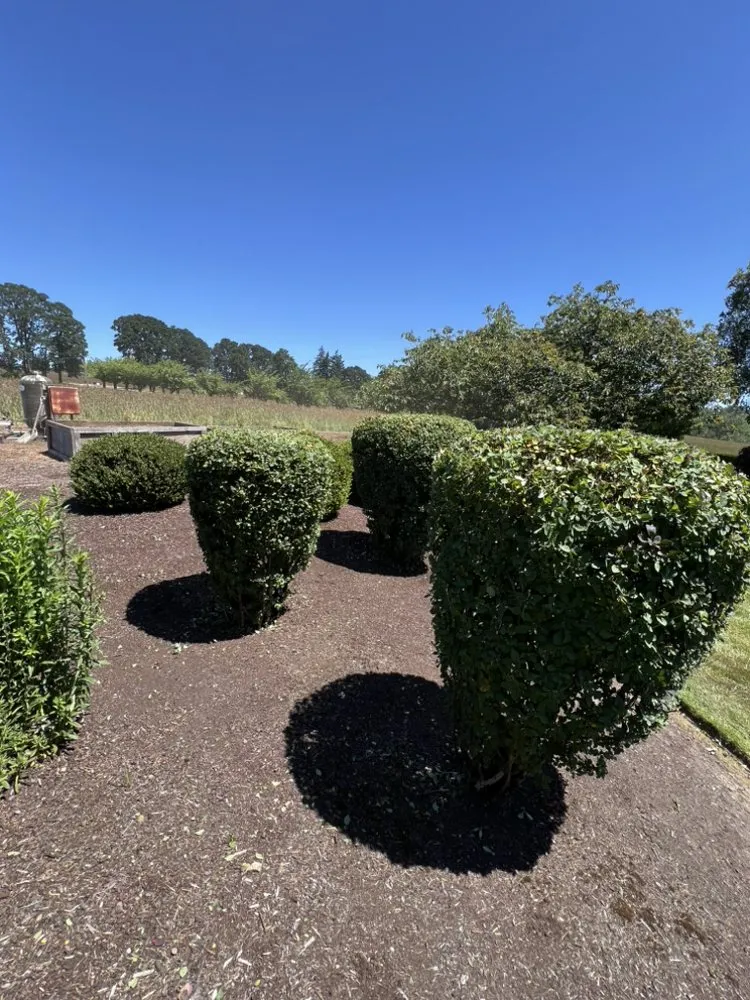 Affordable lawn mowing service in Albany, OR - Brute Landscape