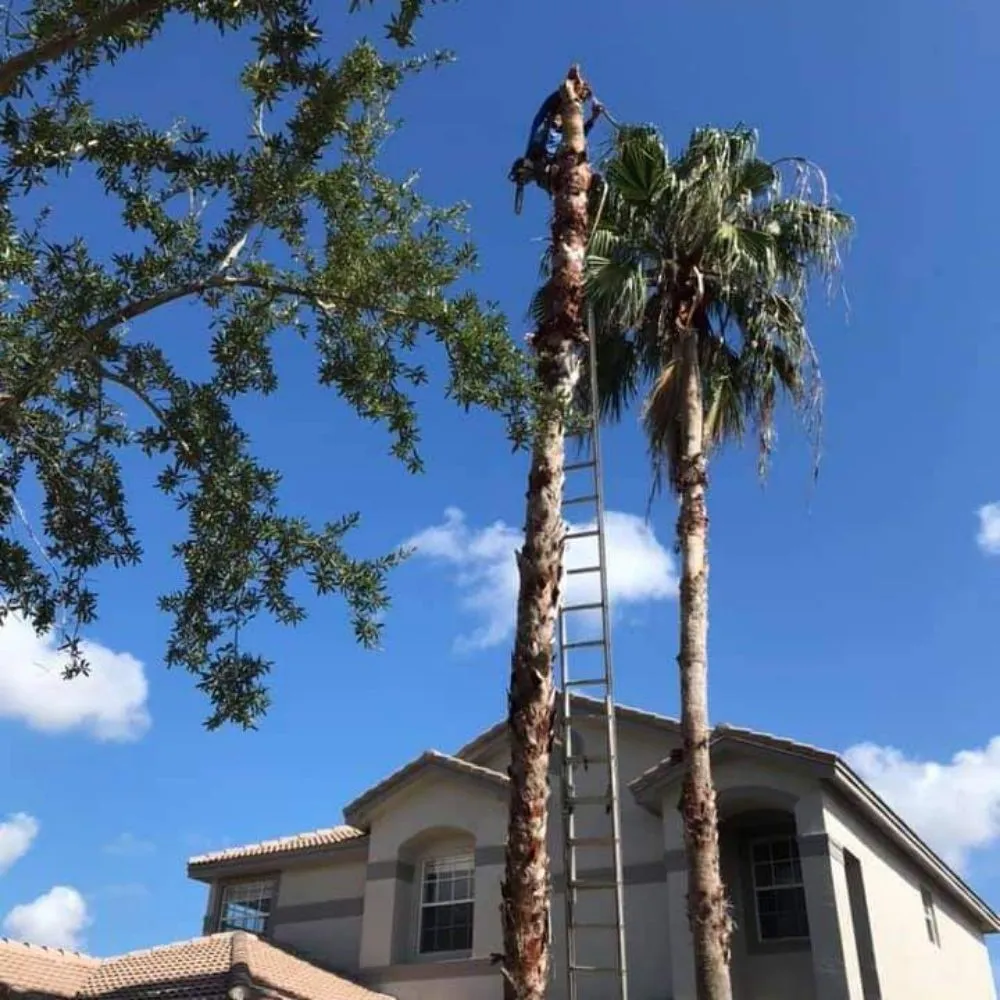 Custom yard cleanup service for year-round maintenance across Fort Lauderdale, FL - Bryan Landscaping Services