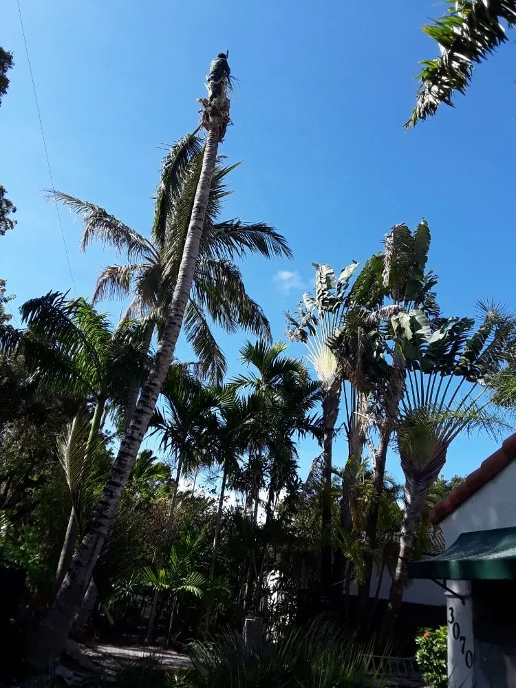 Affordable residential landscaping in Fort Lauderdale, FL by Bryan Landscaping Services