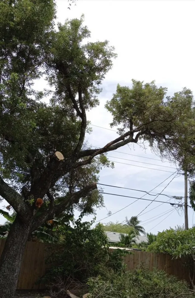 Trusted residential landscaping in Fort Lauderdale, FL - Bryan Tree Services & Landscaping