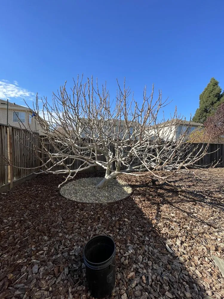 Expert residential landscaping in Vallejo, CA - Bryan’s Affordable Lawn Care