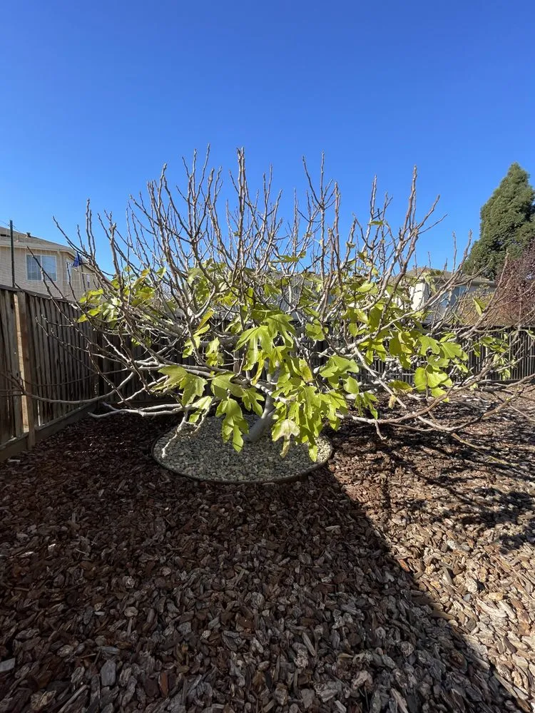 Professional garden landscaping for outdoor upgrades in Vallejo, CA by Bryan’s Affordable Lawn Care