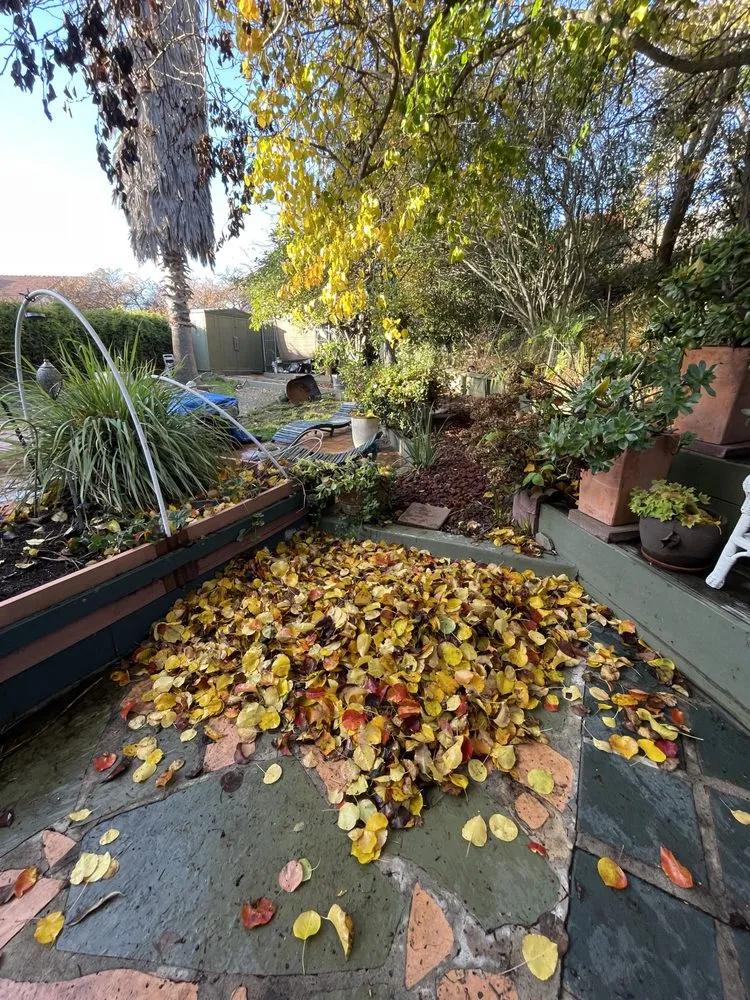 Expert lawn mowing service for year-round maintenance across Vallejo, CA - Bryan’s Affordable Lawn Care