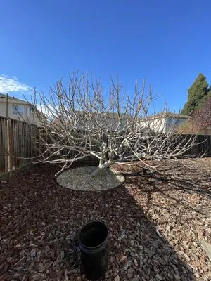 Bryan’s Affordable Lawn Care Logo