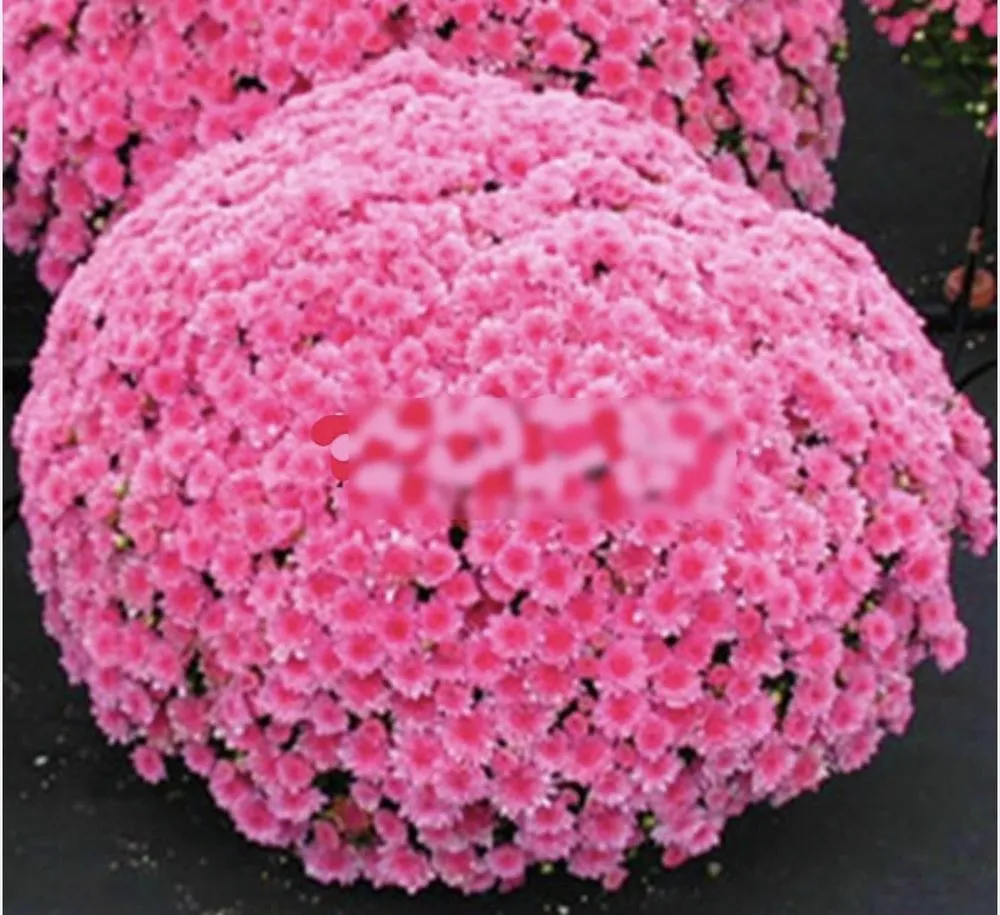 Top-rated lawn mowing service for residential properties in Hurst, TX by Bryan's Landscaping