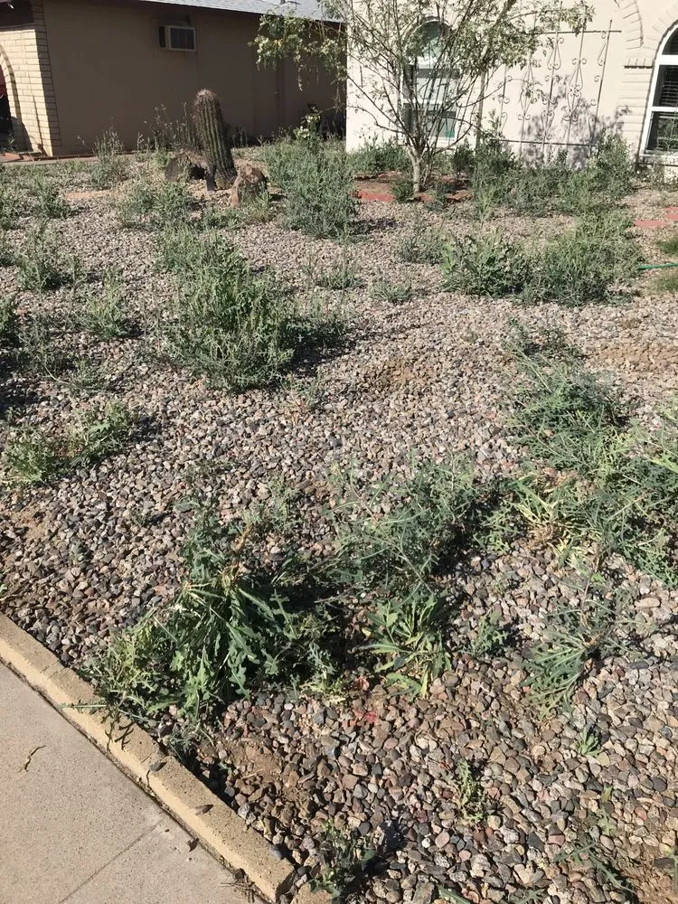 Local landscape installation experts serving Phoenix, AZ - Bryan’s Landscaping