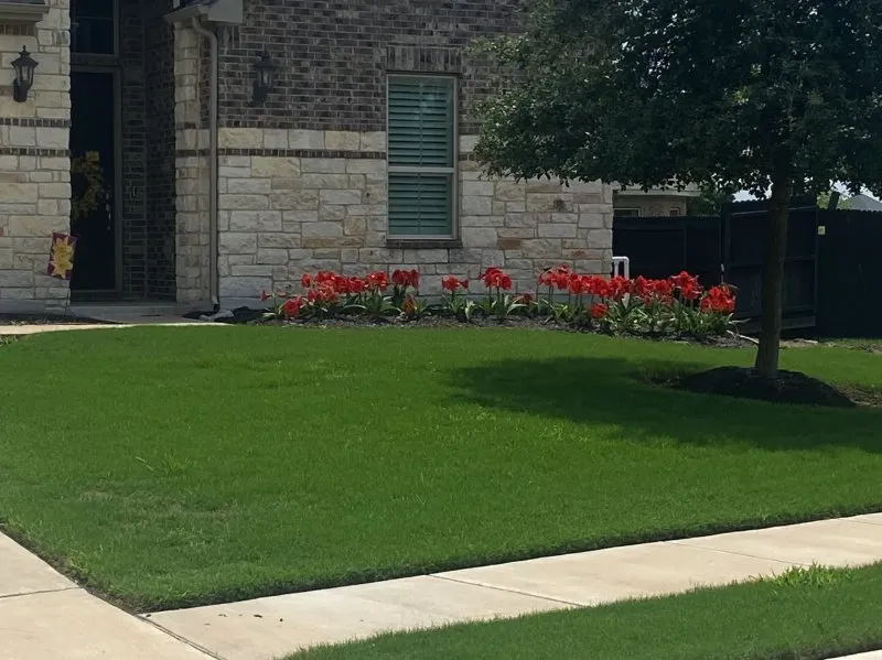Professional yard maintenance in Cedar Park, TX by Bryan's Premium Lawn & Tree Care