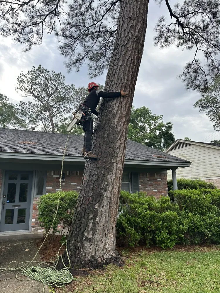 Top-rated outdoor landscaping in Alvin, TX - Bryan’s Tree Care & Landscaping