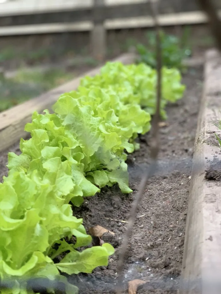 Affordable residential landscaping in Auburn, IN by Bryant Lawn and Landscape