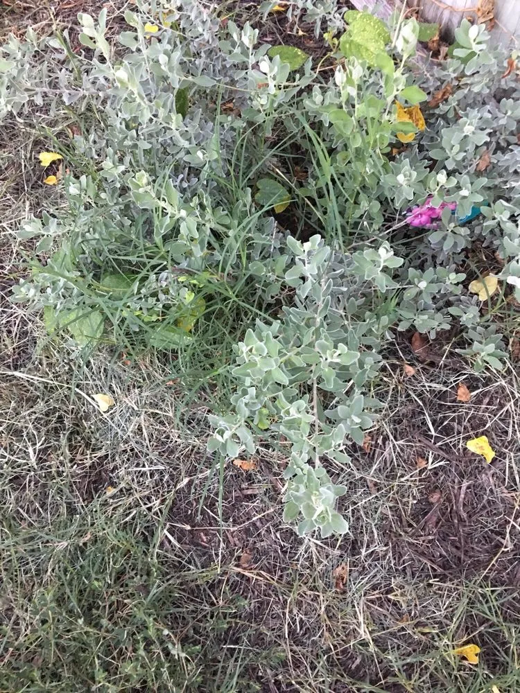 Local residential landscaping for residential properties in Fort Worth, TX by Bryant Lawn and Sprinkler