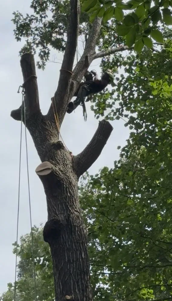 Local landscaping services for residential properties across Mooresville, NC - Bryant’s Land Management