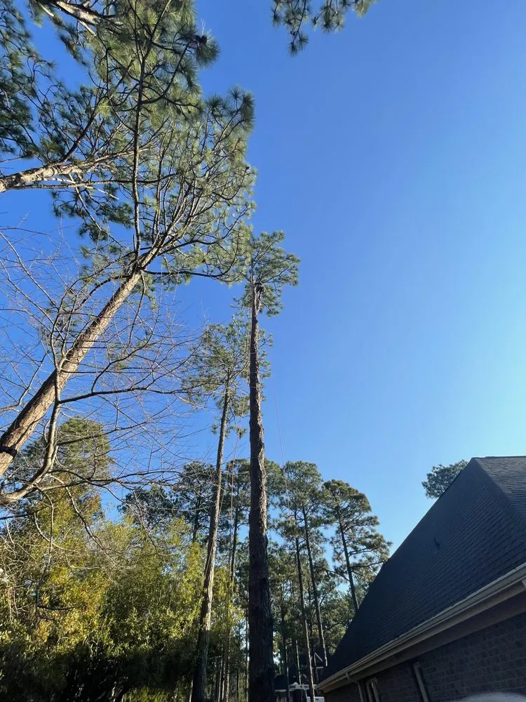 Top-rated lawn care service with custom design across Fayetteville, NC - Bryant’s Tree Service