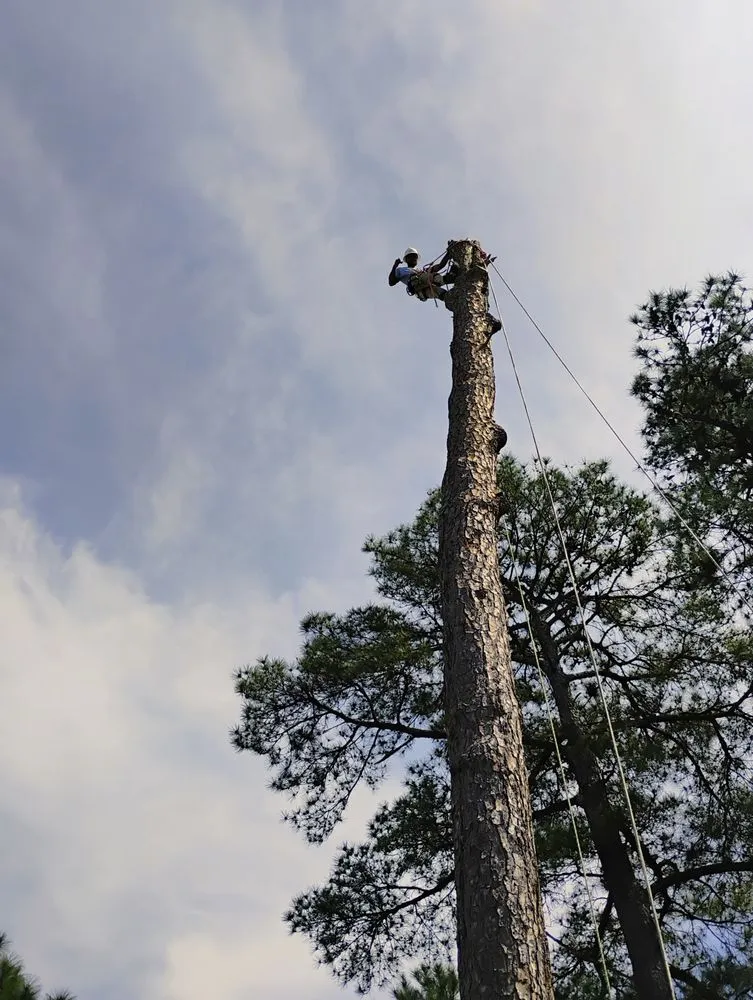 Local yard cleanup service for year-round maintenance across Fayetteville, NC - Bryant’s Tree Service