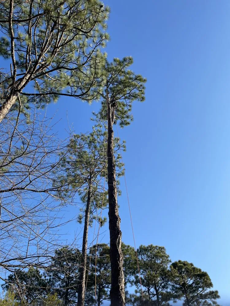 Top-rated landscape design experts serving Fayetteville, NC - Bryant’s Tree Service