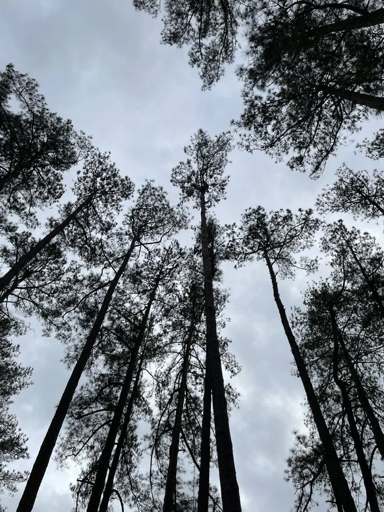 Professional landscape design in Fayetteville, NC - Bryant’s Tree Service