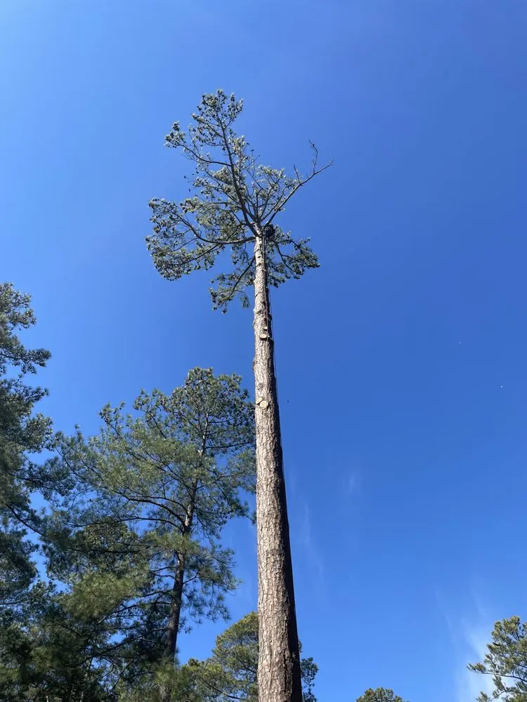 Top-rated landscape installation in Fayetteville, NC - Bryant’s Tree Service