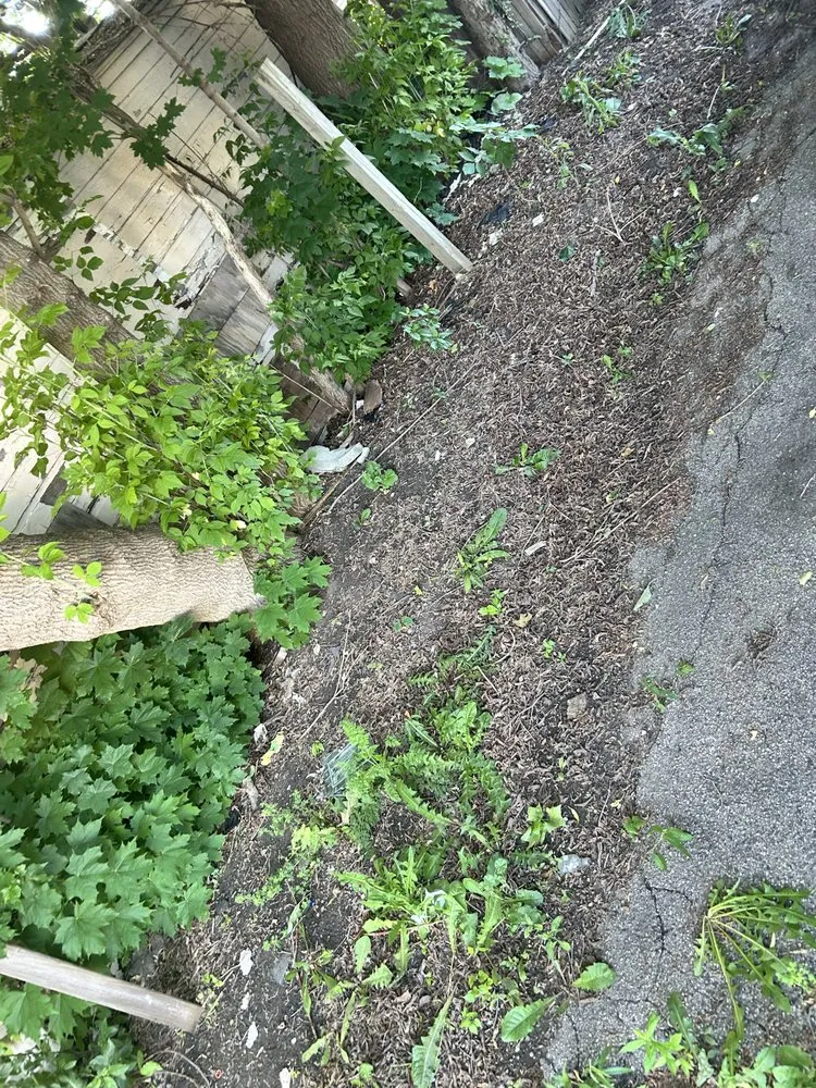 Affordable yard maintenance with custom design in Burton, MI by Bryces Car Interior Lawn And Yard Care Cleaning