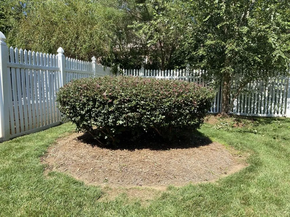 Top-rated yard maintenance experts serving Rock Hill, SC - Bryson Lawn Care