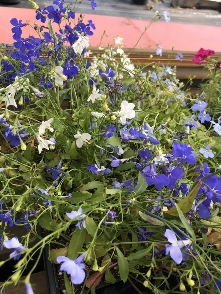 Custom outdoor landscaping in Brookville, PA - B's Blooms and Landscaping