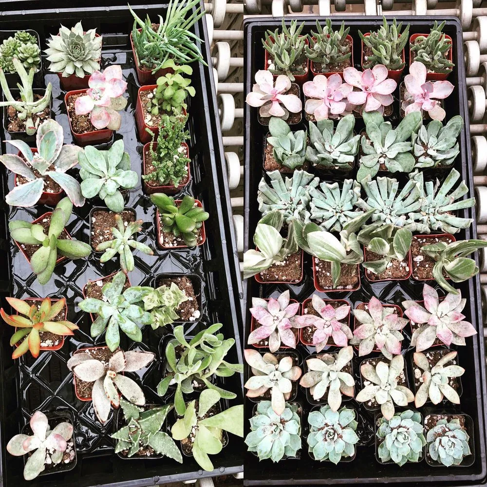 Local landscaping services in Brookville, PA by B's Blooms and Landscaping