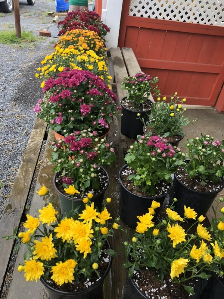 Top-rated outdoor landscaping near you in Brookville, PA by B's Blooms and Landscaping