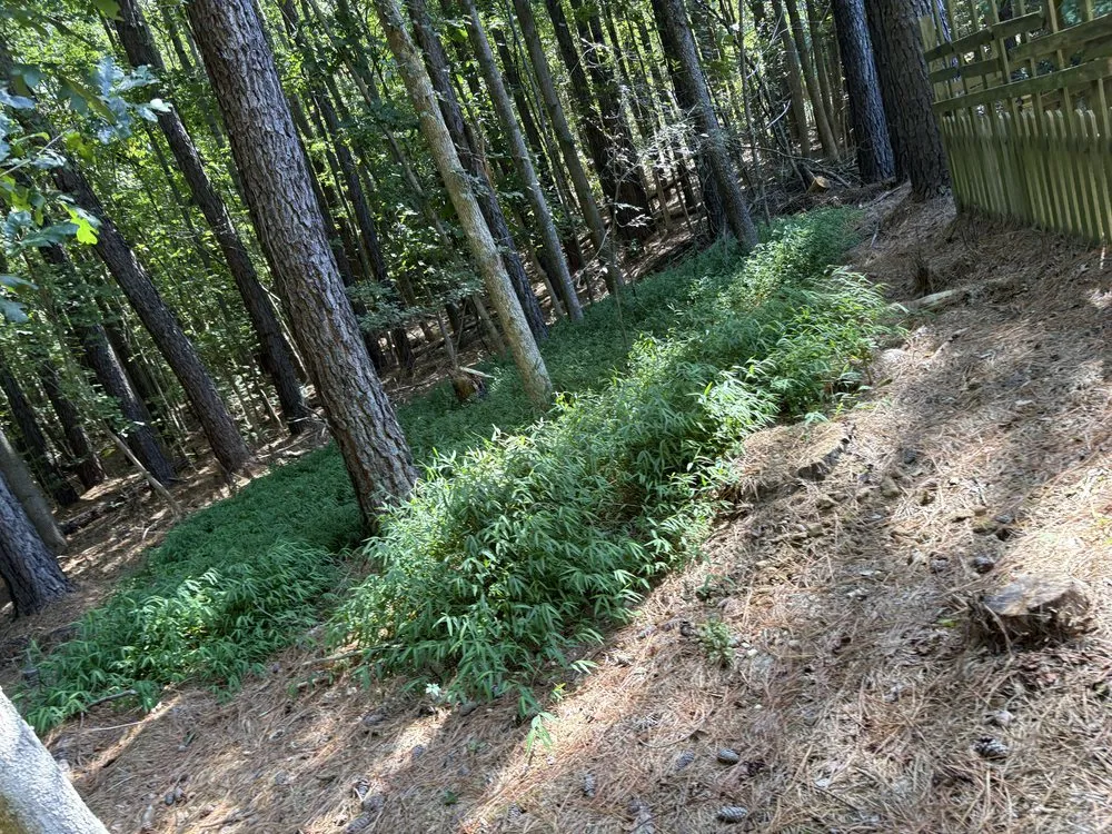 Professional residential landscaping experts serving Powhatan, VA - B’s Junk Removal And Lawn Services