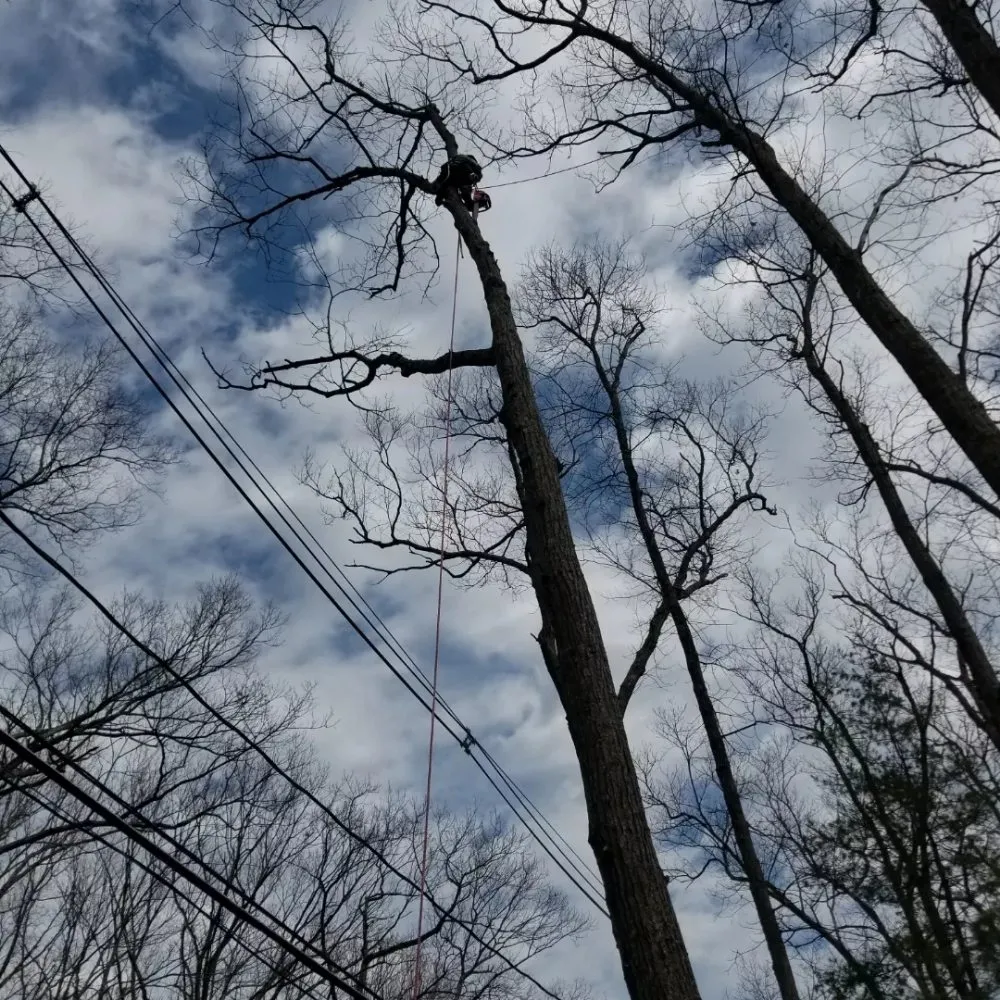 Custom yard cleanup service for year-round maintenance across Chelsea, MA - B&S Landscaping & Tree Removal services