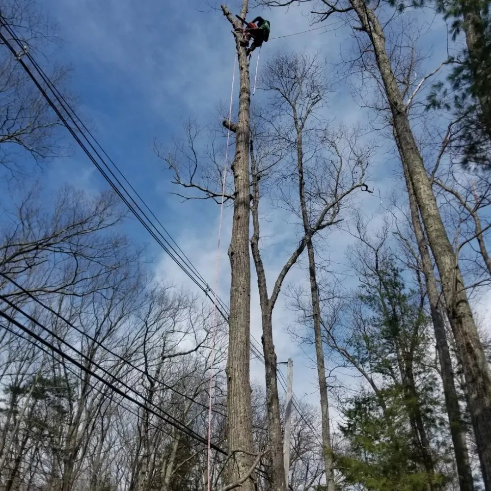 Reliable lawn mowing service in Chelsea, MA by B&S Landscaping & Tree Removal services
