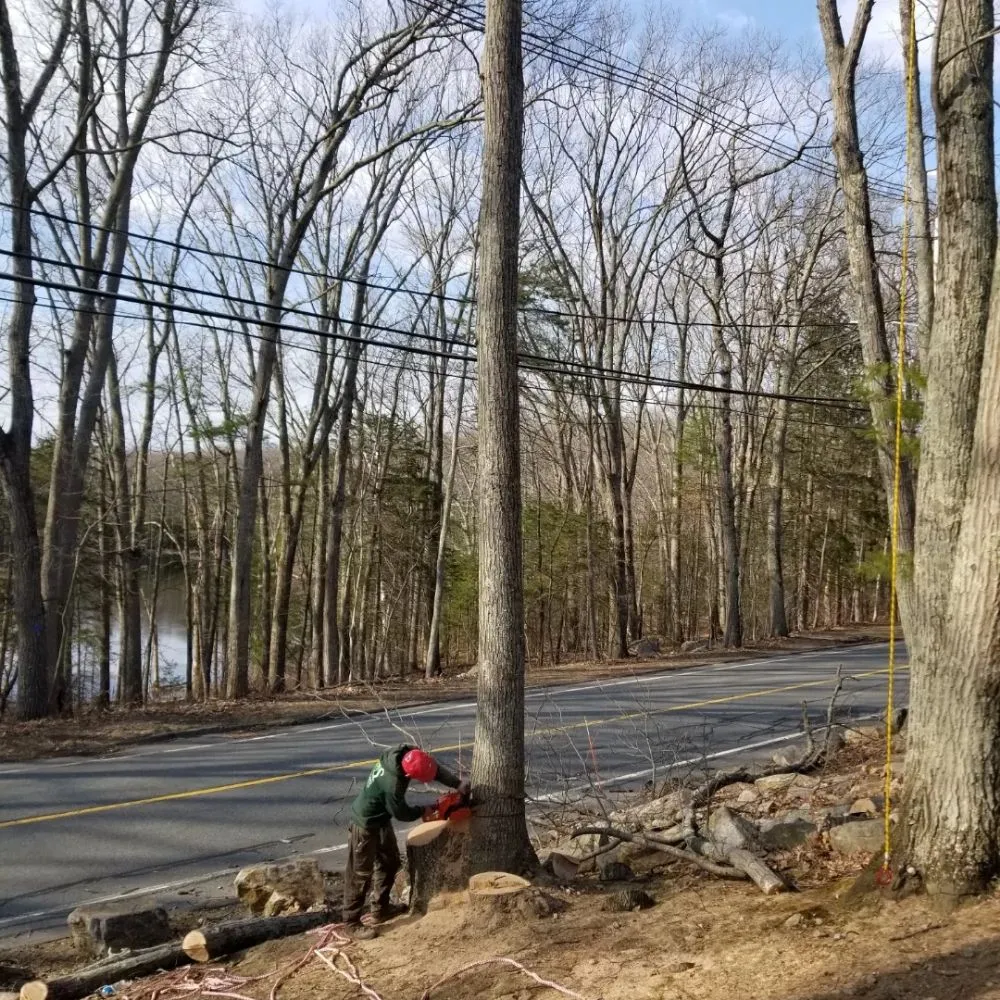 Affordable landscaping services experts serving Chelsea, MA - B&S Landscaping & Tree Removal services