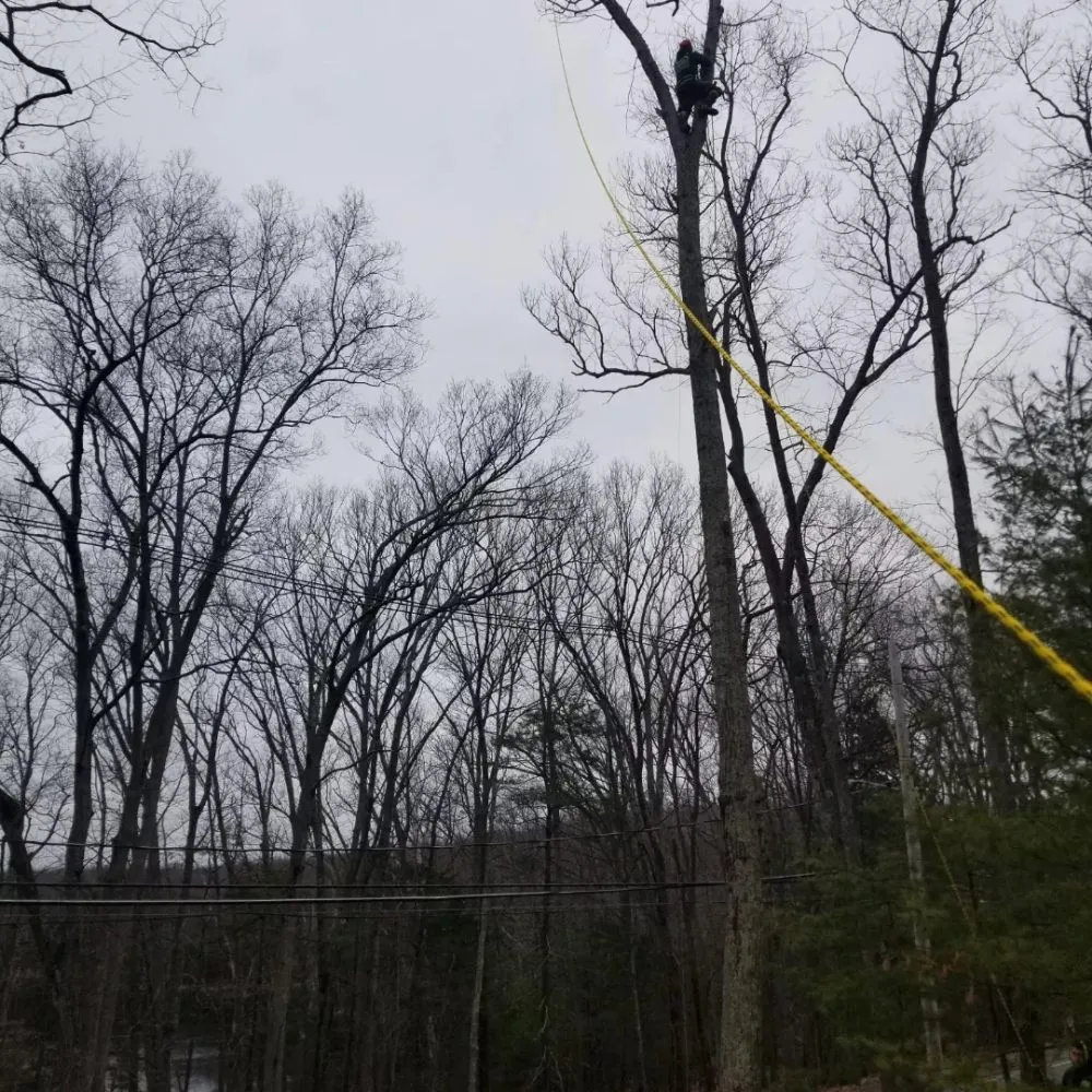 Reliable outdoor landscaping experts serving Chelsea, MA - B&S Landscaping & Tree Removal services