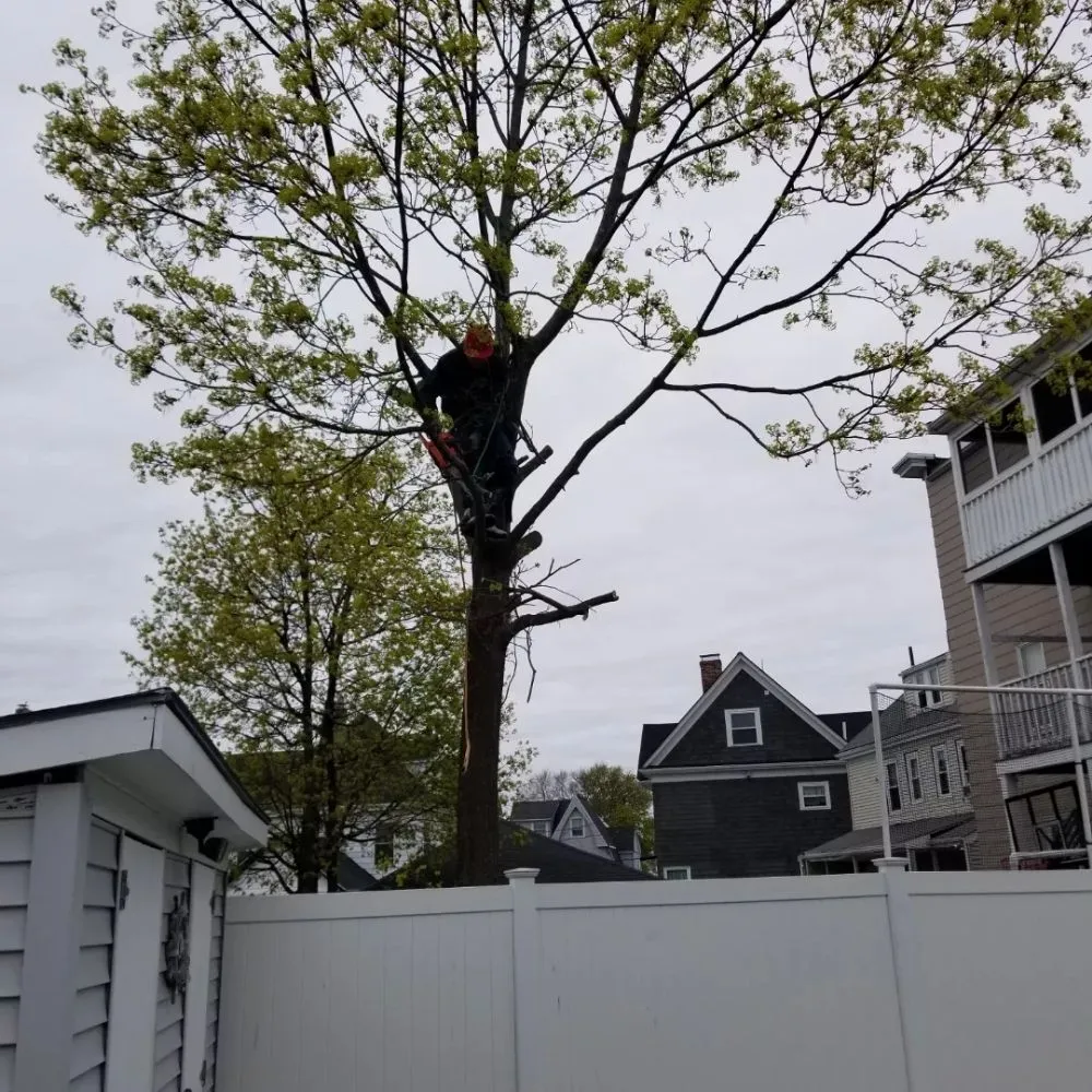 Custom lawn mowing service for residential properties across Chelsea, MA - B&S Landscaping & Tree Removal services