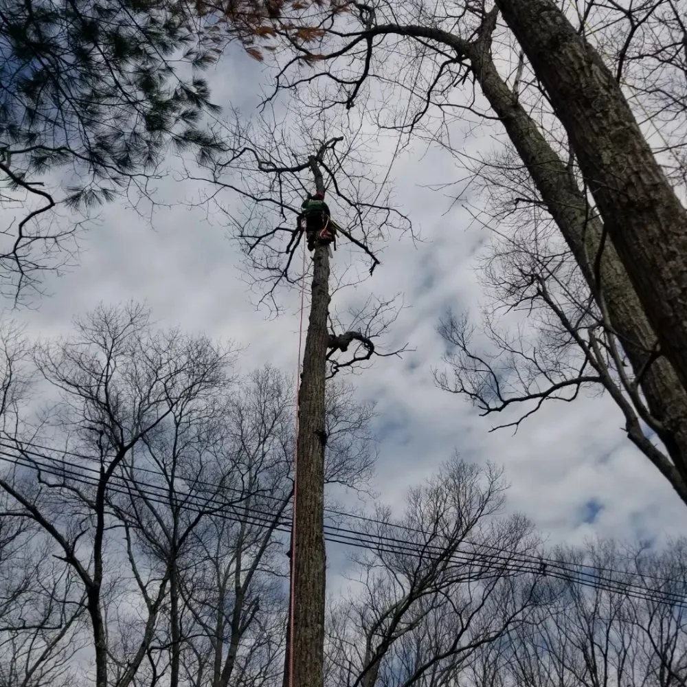 Local residential landscaping for residential properties in Chelsea, MA by B&S Landscaping & Tree Removal services