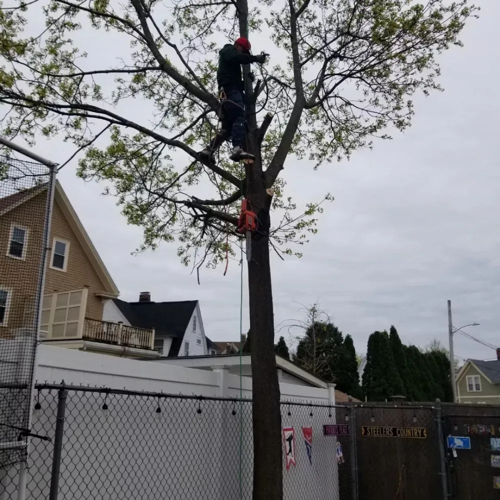 Professional outdoor landscaping in Chelsea, MA by B&S Landscaping & Tree Removal services