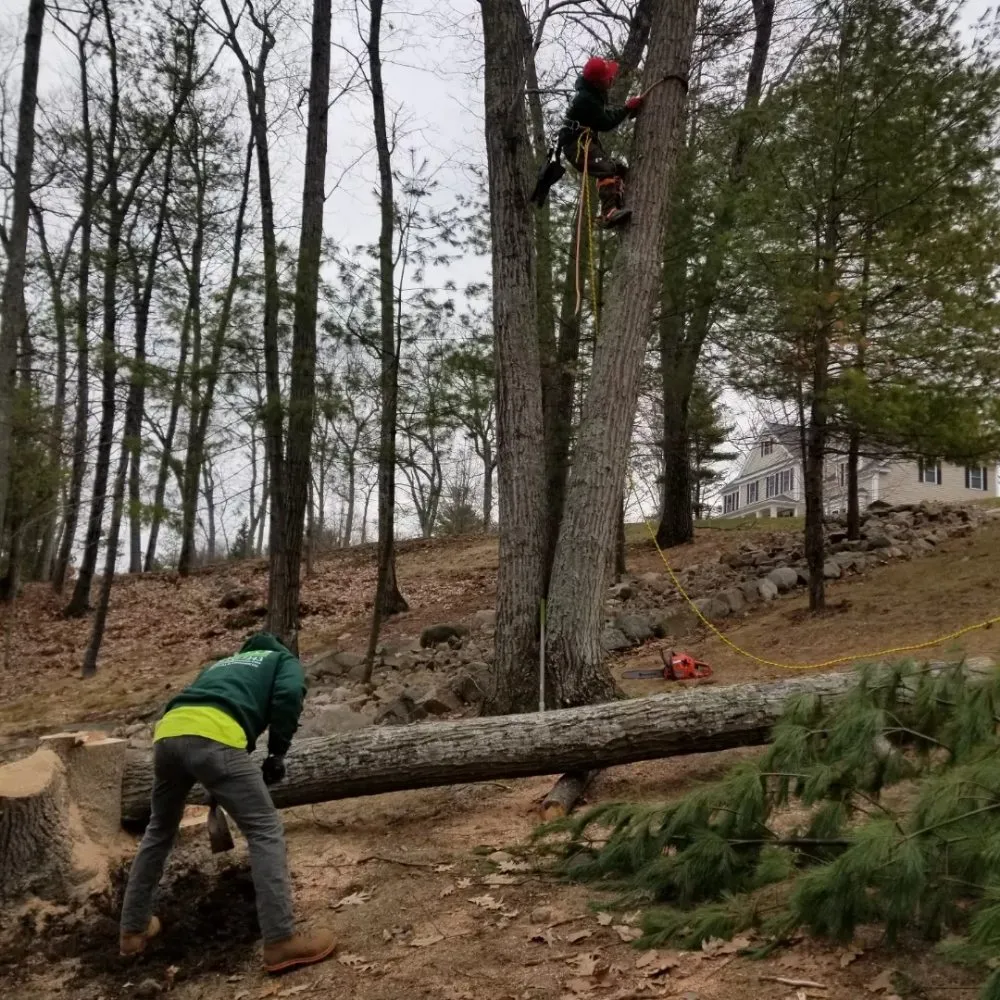 Custom lawn care service in Chelsea, MA by B&S Landscaping & Tree Removal services