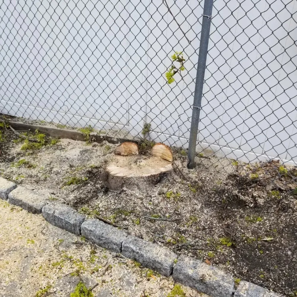 Affordable garden landscaping for residential properties across Chelsea, MA - B&S Landscaping & Tree Removal services