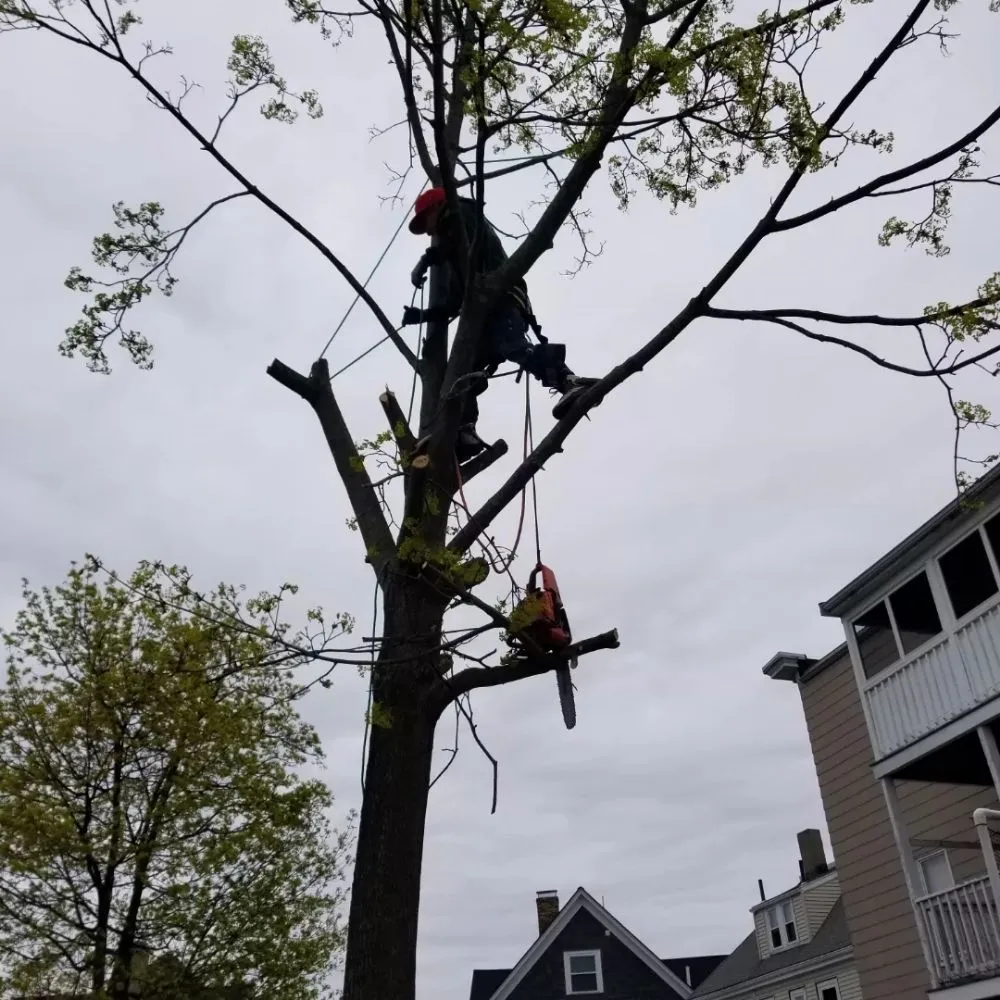 Expert lawn care service in Chelsea, MA - B&S Landscaping & Tree Removal services