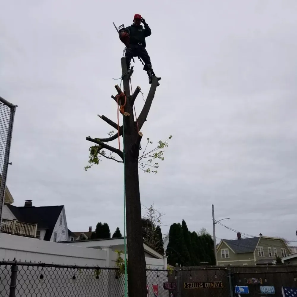 Custom landscape installation in Chelsea, MA by B&S Landscaping & Tree Removal services