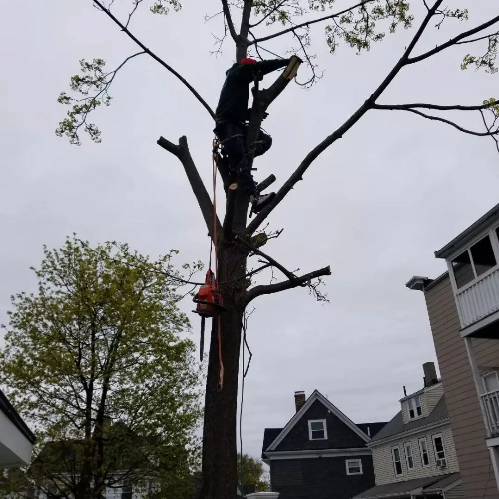 Trusted residential landscaping near you in Chelsea, MA by B&S Landscaping & Tree Removal services