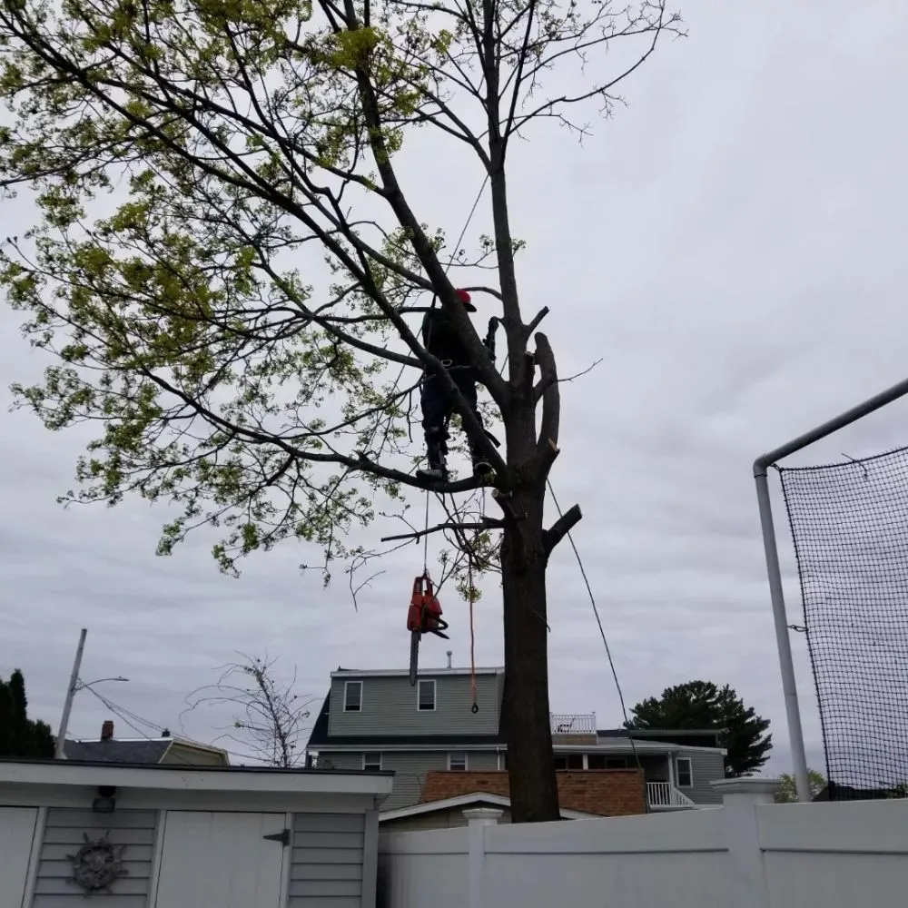 Expert residential landscaping in Chelsea, MA - B&S Landscaping & Tree Removal services