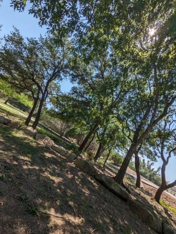 Reliable yard cleanup service experts serving San Antonio, TX - B’s Landscaping