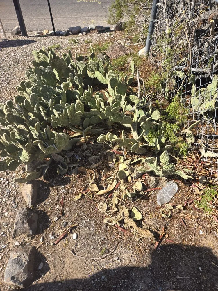 Affordable yard maintenance in Bullhead City, AZ - B's Landscaping Services