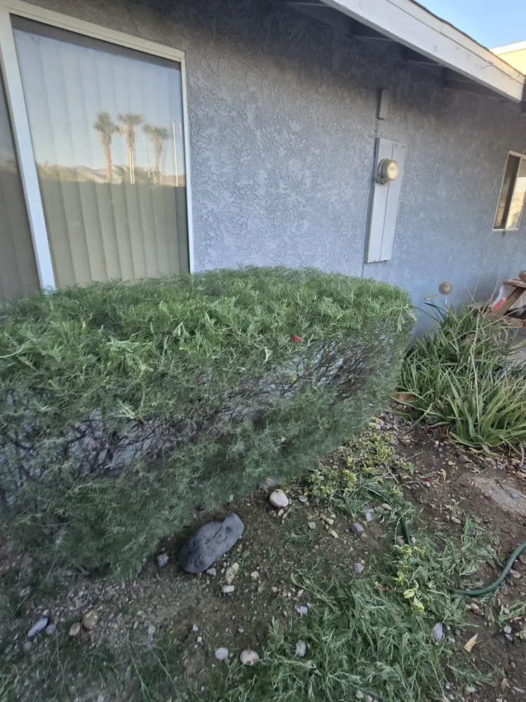 Trusted yard maintenance for year-round maintenance across Bullhead City, AZ - B's Landscaping Services