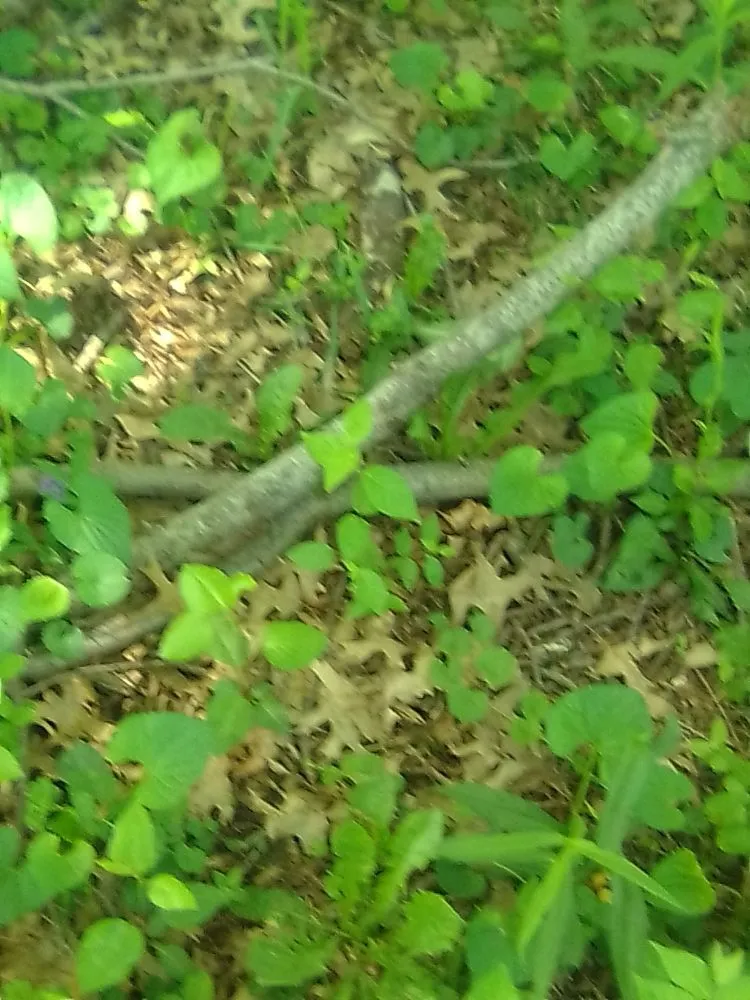 Expert garden landscaping in Brownsburg, IN by B.S. Lawn Care