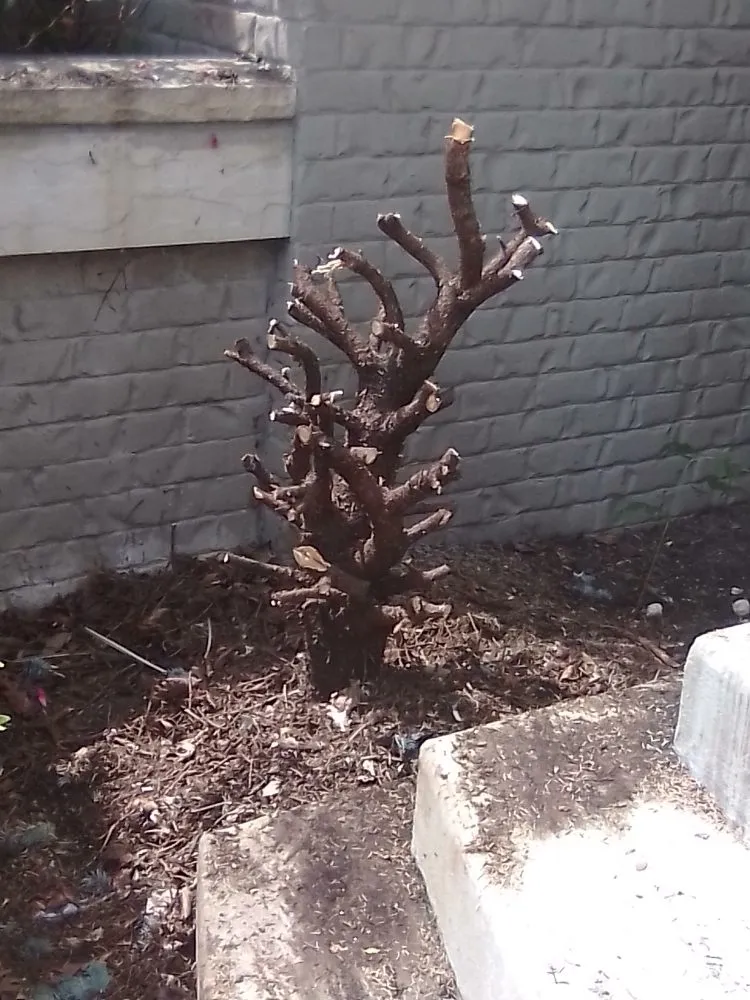 Top-rated yard cleanup service with custom design across Brownsburg, IN - B.S. Lawn Care