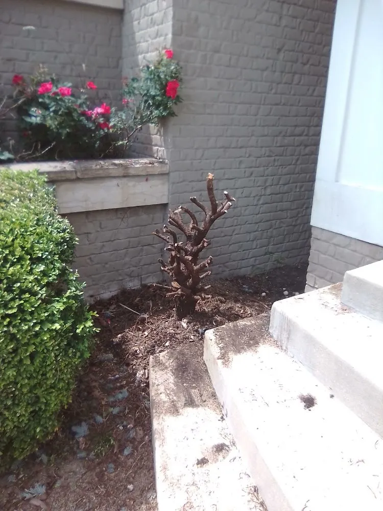 Professional yard maintenance for residential properties in Brownsburg, IN by B.S. Lawn Care