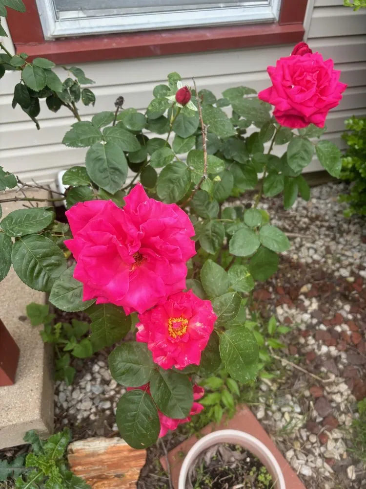 Custom yard maintenance in Cleburne, TX by B's Lawn Care